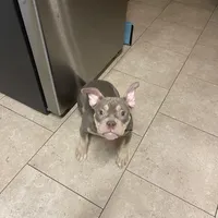 Sgt Snuggles, a female American Bully for sale in Bossier City, LA – Photo 4 of 4