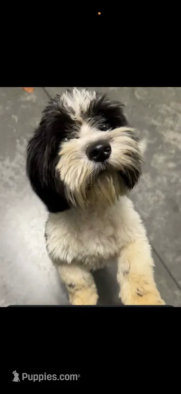 Dyce – Shihpoo puppy for sale in Henderson, NC