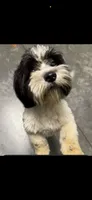 Dyce, a male Shihpoo for sale in Henderson, NC – 1 of 4