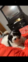 Dyce, a male Shihpoo for sale in Henderson, NC – 2 of 4
