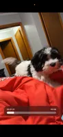 Dyce, a male Shihpoo for sale in Henderson, NC – 3 of 4