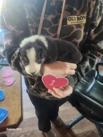 Emma 1, a female Australian Shepherd for sale in Alton, VA – Photo 1 of 2