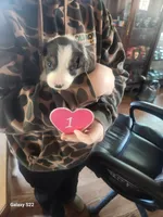 Emma 1, a female Australian Shepherd for sale in Alton, VA – Photo 2 of 2