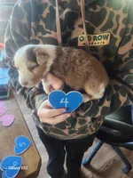 Emma  4, a male Australian Shepherd for sale in Alton, VA – Photo 1 of 2