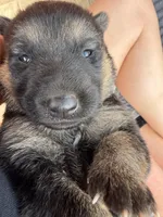 Neon Yellow Female, a female German Shepherd Dog for sale in Honaker, VA – Photo 2 of 4