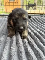 Neon Yellow Female, a female German Shepherd Dog for sale in Honaker, VA – Photo 3 of 4