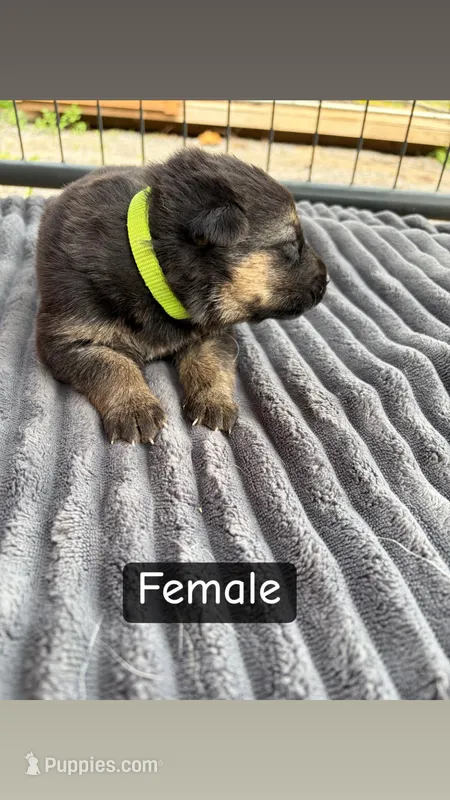 Neon Yellow Female – German Shepherd Dog puppy for sale in Honaker, VA