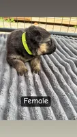 Neon Yellow Female, a female German Shepherd Dog for sale in Honaker, VA – Photo 1 of 4