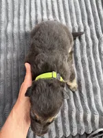 Neon Yellow Female, a female German Shepherd Dog for sale in Honaker, VA – Photo 4 of 4