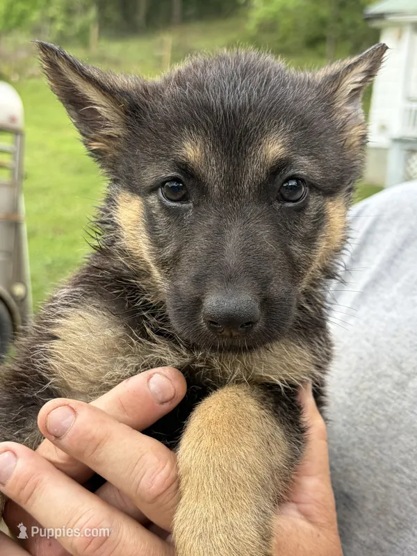 Red Female – German Shepherd Dog puppy for sale in Honaker, VA