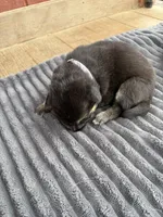 Light Purple Female, a female German Shepherd Dog for sale in Honaker, VA – Photo 4 of 4