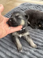 Light Purple Female, a female German Shepherd Dog for sale in Honaker, VA – Photo 3 of 4