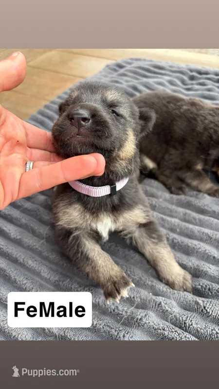 Light Purple Female – German Shepherd Dog puppy for sale in Honaker, VA