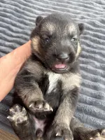 Light Purple Female, a female German Shepherd Dog for sale in Honaker, VA – Photo 2 of 4