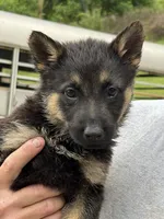 Mr. Green, a male German Shepherd Dog for sale in Honaker, VA – 2 of 9