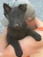 Mr. Black, a male German Shepherd Dog for sale in Honaker, VA – 3 of 8