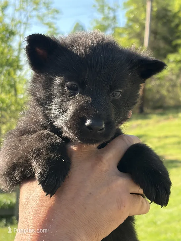 Purple Male – German Shepherd Dog puppy for sale in Honaker, VA