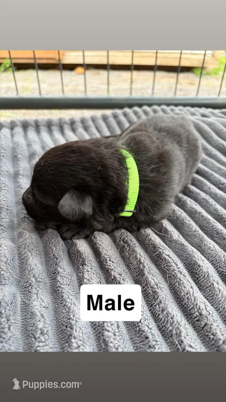 Neon Green Male – German Shepherd Dog puppy for sale in Honaker, VA