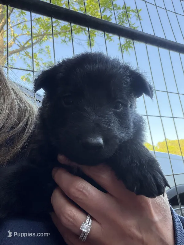 Neon Green Male – German Shepherd Dog puppy for sale in Honaker, VA