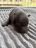 Neon Green Male, a male German Shepherd Dog for sale in Honaker, VA – Photo 4 of 4