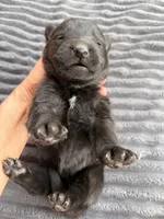 Neon Green Male, a male German Shepherd Dog for sale in Honaker, VA – Photo 3 of 4