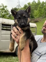 Mr. Green, a male German Shepherd Dog for sale in Honaker, VA – 3 of 9