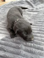 Black Male, a male German Shepherd Dog for sale in Honaker, VA – Photo 4 of 4