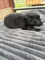 Black Male, a male German Shepherd Dog for sale in Honaker, VA – Photo 3 of 4