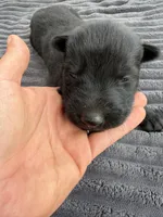 Black Male, a male German Shepherd Dog for sale in Honaker, VA – Photo 2 of 4