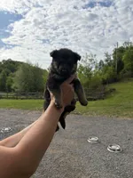 Mr. Green, a male German Shepherd Dog for sale in Honaker, VA – 5 of 9