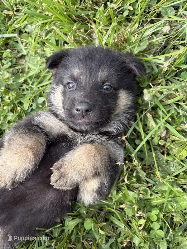 Brown Male – German Shepherd Dog puppy for sale in Honaker, VA
