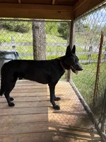 Baloo, a male German Shepherd Dog for sale in Honaker, VA – Photo 3 of 3