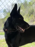 Baloo, a male German Shepherd Dog for sale in Honaker, VA – Photo 1 of 3