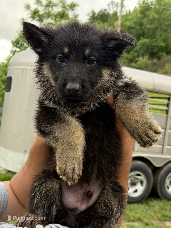 Blue Male – German Shepherd Dog puppy for sale in Honaker, VA