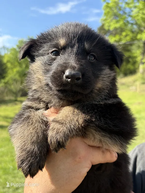Blue Male – German Shepherd Dog puppy for sale in Honaker, VA