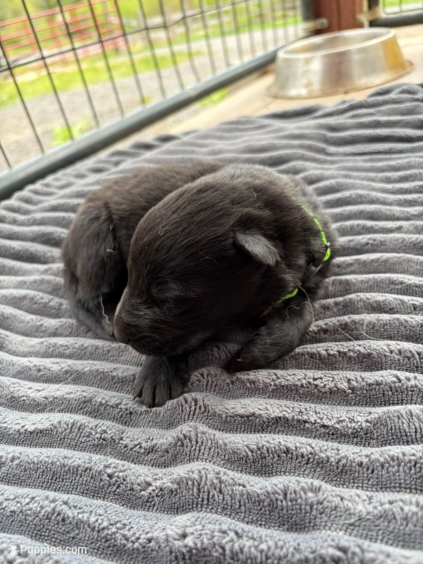 Neon Green Male, a male German Shepherd Dog for sale in Honaker, VA – Photo 2 of 4