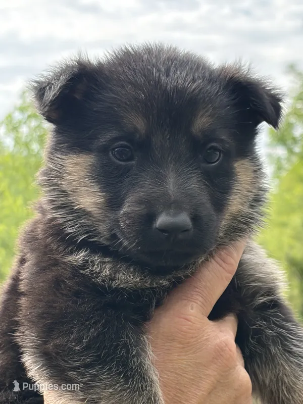 Green Collar Male – German Shepherd Dog puppy for sale in Honaker, VA