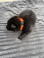 Orange Male, a male German Shepherd Dog for sale in Honaker, VA – Photo 3 of 3