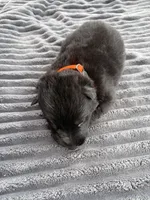 Orange Male, a male German Shepherd Dog for sale in Honaker, VA – Photo 2 of 3