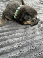 Green Collar Male, a male German Shepherd Dog for sale in Honaker, VA – Photo 2 of 4