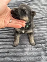 Green Collar Male, a male German Shepherd Dog for sale in Honaker, VA – Photo 3 of 4