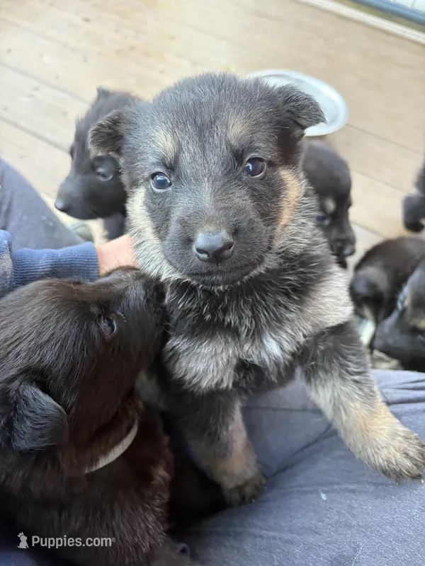 Green Collar Male – German Shepherd Dog puppy for sale in Honaker, VA