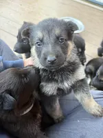 Mr. Green, a male German Shepherd Dog for sale in Honaker, VA – 6 of 9