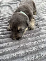 Green Collar Male, a male German Shepherd Dog for sale in Honaker, VA – Photo 4 of 4