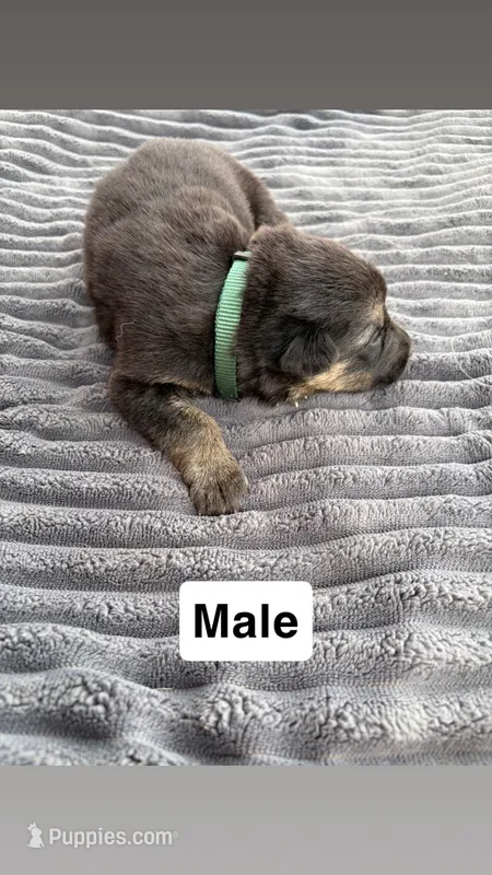 Green Collar Male – German Shepherd Dog puppy for sale in Honaker, VA