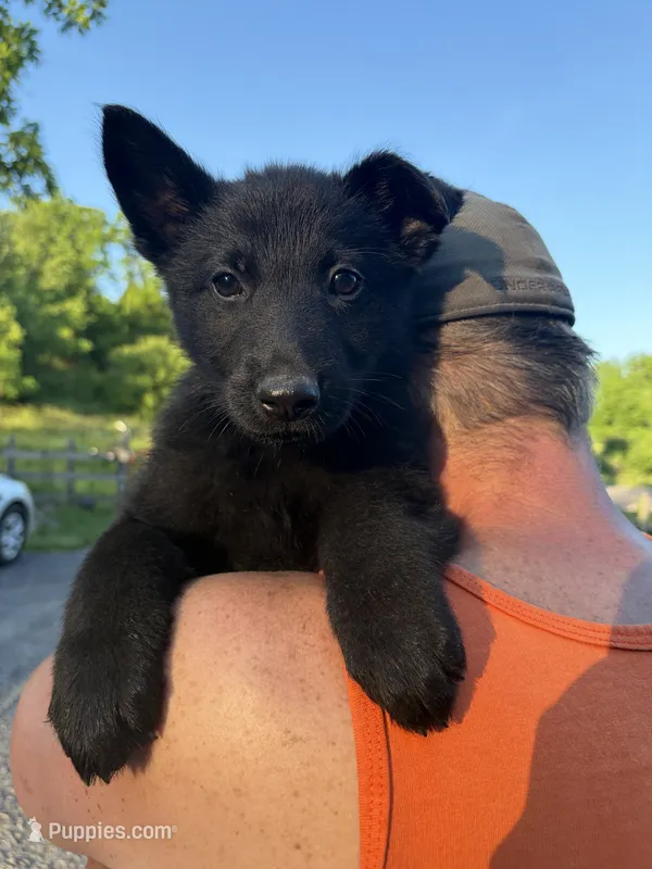 Black Male – German Shepherd Dog puppy for sale in Honaker, VA