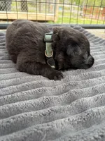 Light Green Female, a female German Shepherd Dog for sale in Honaker, VA – Photo 2 of 4