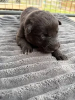 Light Green Female, a female German Shepherd Dog for sale in Honaker, VA – Photo 3 of 4