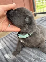 Light Green Female, a female German Shepherd Dog for sale in Honaker, VA – Photo 4 of 4