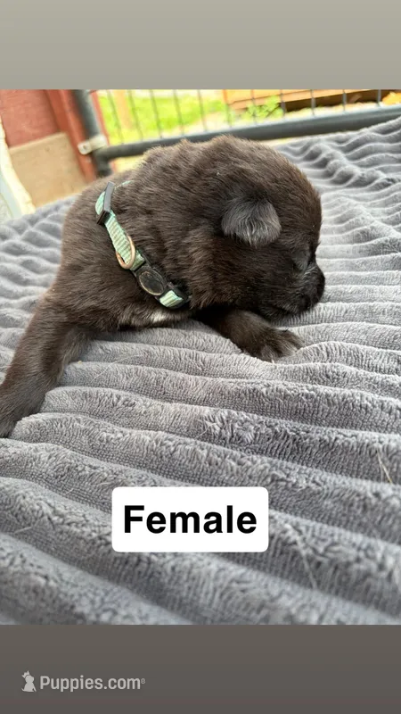 Light Green Female – German Shepherd Dog puppy for sale in Honaker, VA